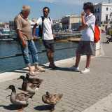Passeggiando con lui ci rendiamo conto che per gli uccelli rappresenta una guida: lo seguono ovunque vada e alcune addirittura si fermano quando l�uomo glielo chiede